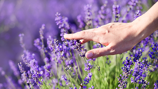 Lavendel