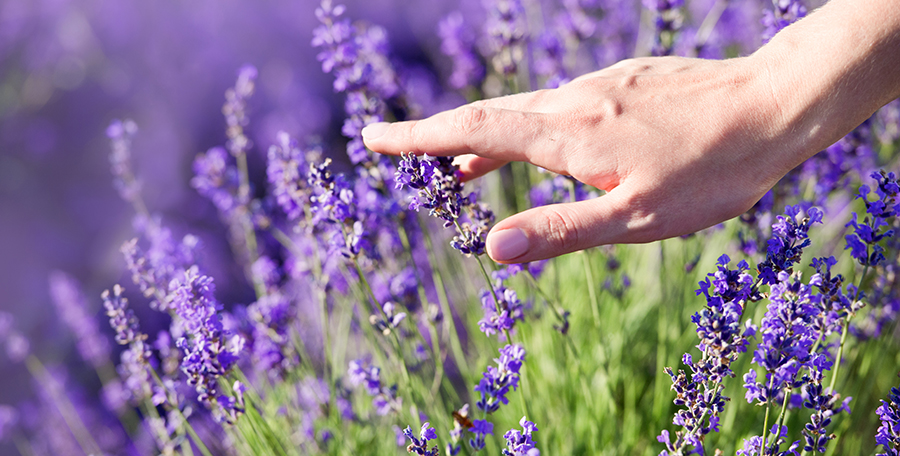 Lavendelolie Lavendel Etherische olie 