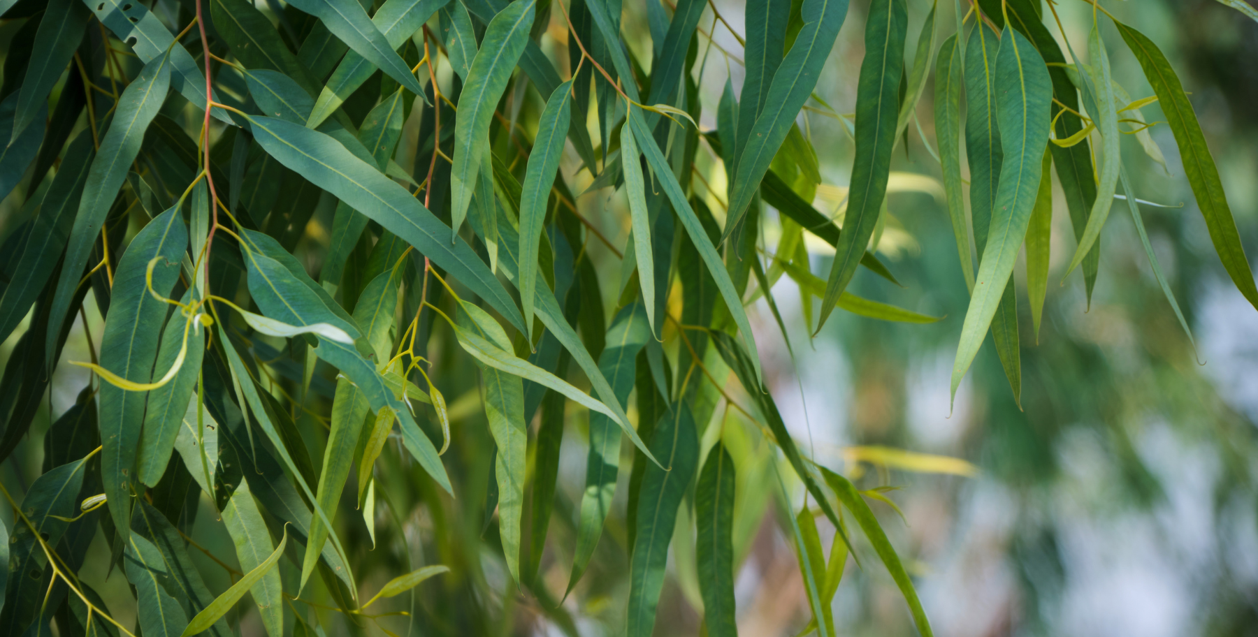 Eucalyptusolie - Adem vrij Eucalyptusolie - Adem vrij