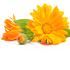 Calendula Maceraat 20%, biologisch