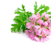 Geranium Bourbon etherische olie, biologisch