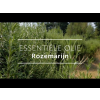 Rozemarijn cineol, etherische olie, biologisch