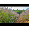 Lavendel spijk, etherische olie, biologisch