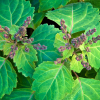 Patchouli etherische olie, Cultivar