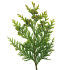 Thuja etherische olie, Wild