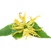 Ylang-ylang etherische olie, biologisch