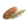 Zilverspar, Siberische, CO2 extract, Cultivar