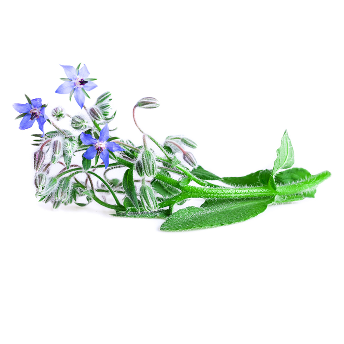 Bernagie plant olie, biologisch