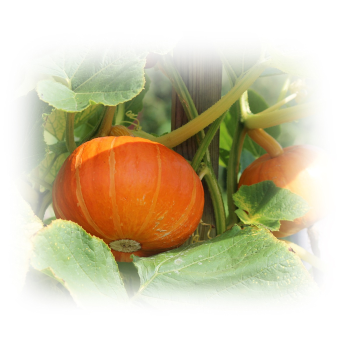 Pompoenpit plant olie, biologisch