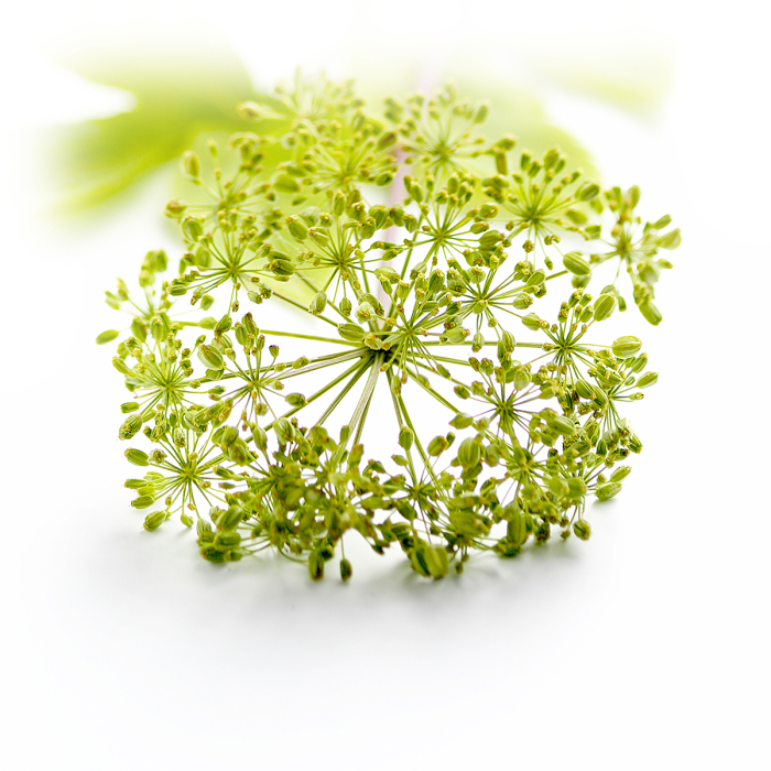 Engelwortel Co2 extract, biologisch