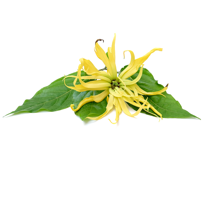 Ylang-ylang etherische olie