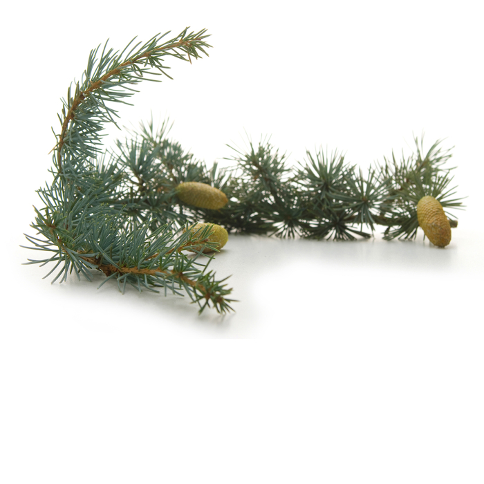 Ceder Atlas etherische olie