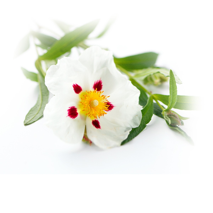 Cisteroos (zonneroos) etherische olie