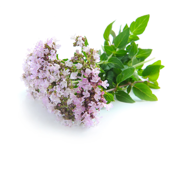 Oregano etherische olie, biologisch