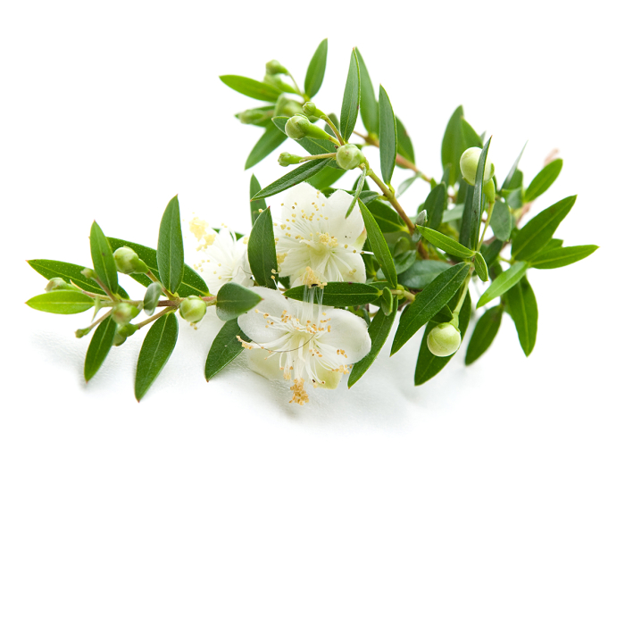 Mirte etherische olie, biologisch