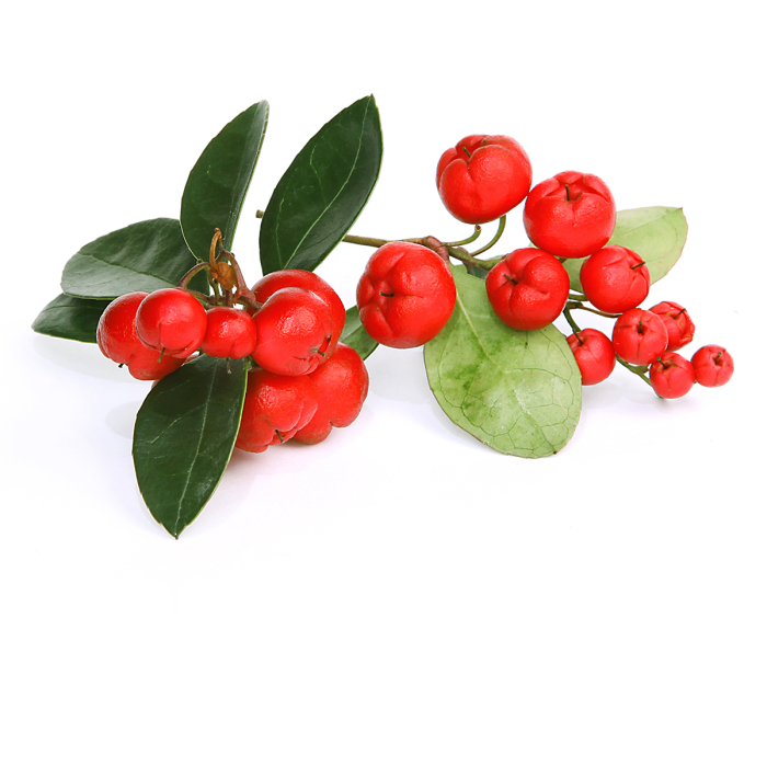 Wintergreen etherische olie