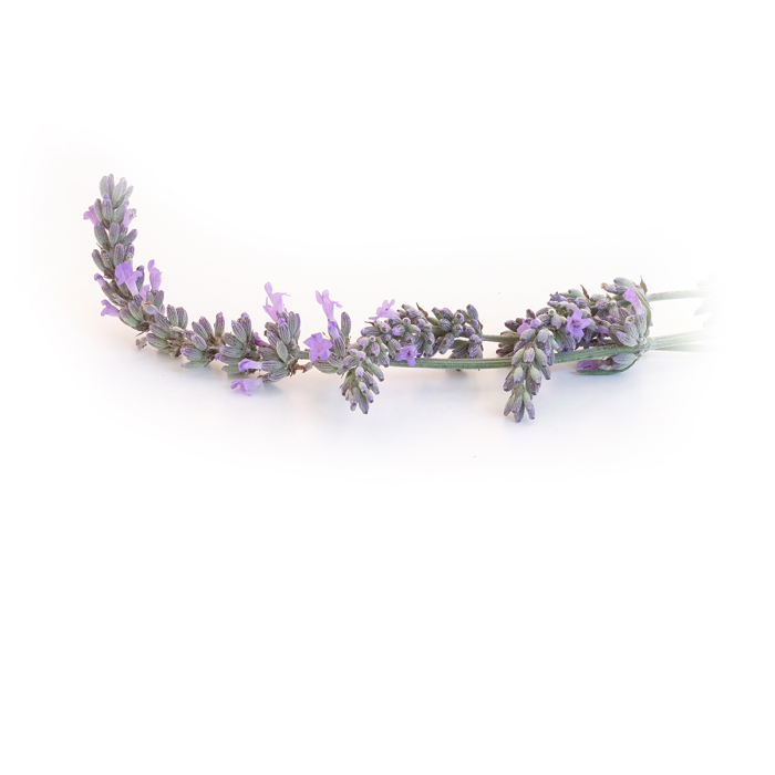 Lavandin abrialis etherische olie, biologisch