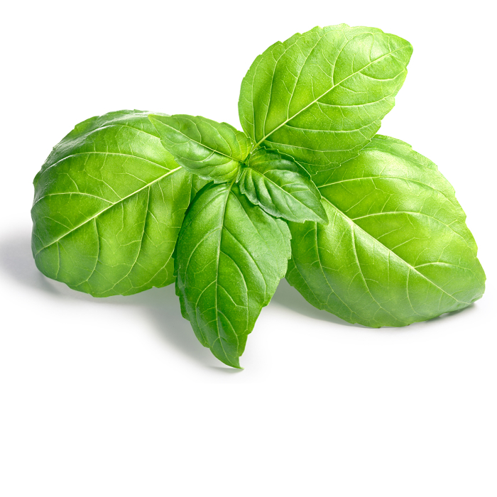 Basilicum linalool etherische olie, biologisch