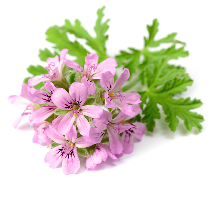 Geranium etherische olie, biologisch