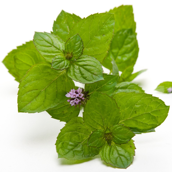 Pepermunt hydrolaat, biologisch