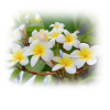 Frangipani Absolue etherische olie