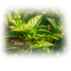 Heilige Basilicum etherische olie, biologisch