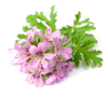 Geranium Bourbon etherische olie, biologisch