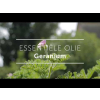 Geranium etherische olie