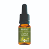 LaDrôme bachbloesem 9, Bosrank - Clematis, biologisch