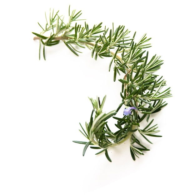 Rozemarijn kamfer CO2 extract, biologisch