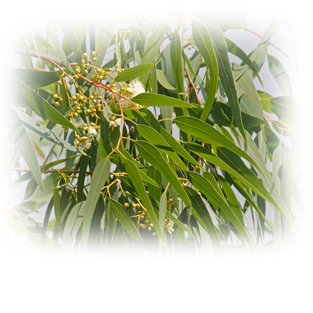 Eucalyptus citroen etherische olie
