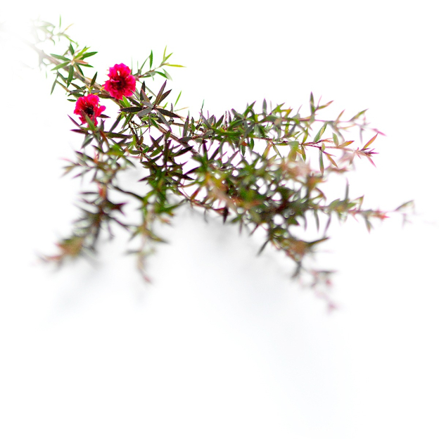 Manuka etherische olie 