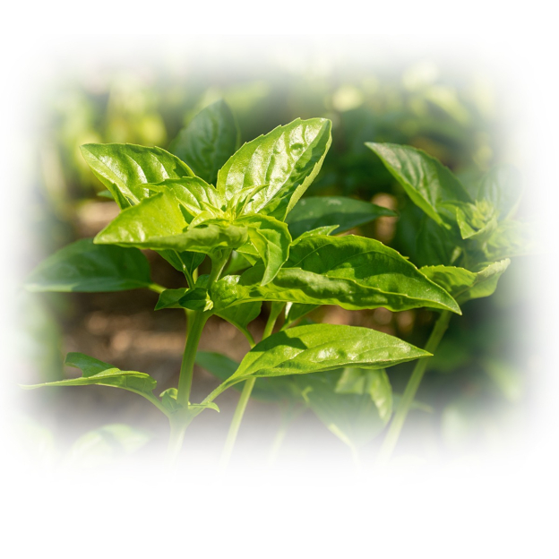 Heilige Basilicum etherische olie, biologisch