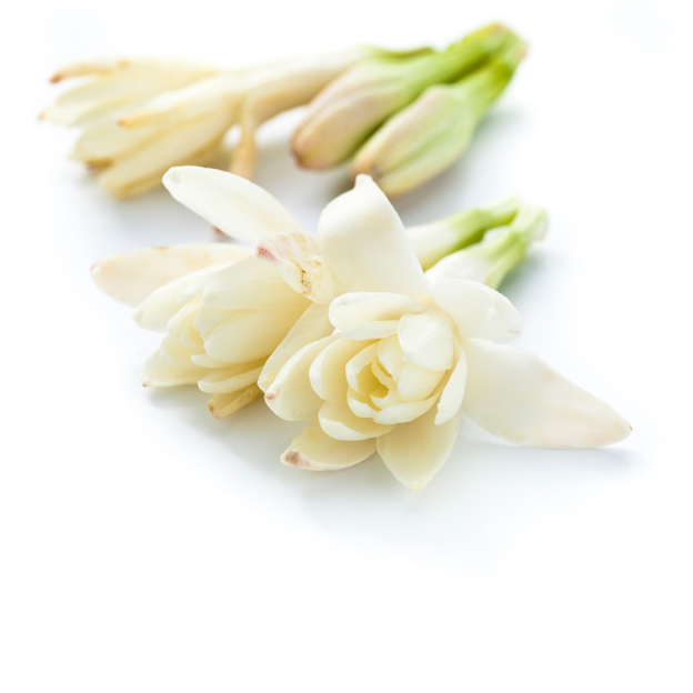 Tuberoos absolue etherische olie