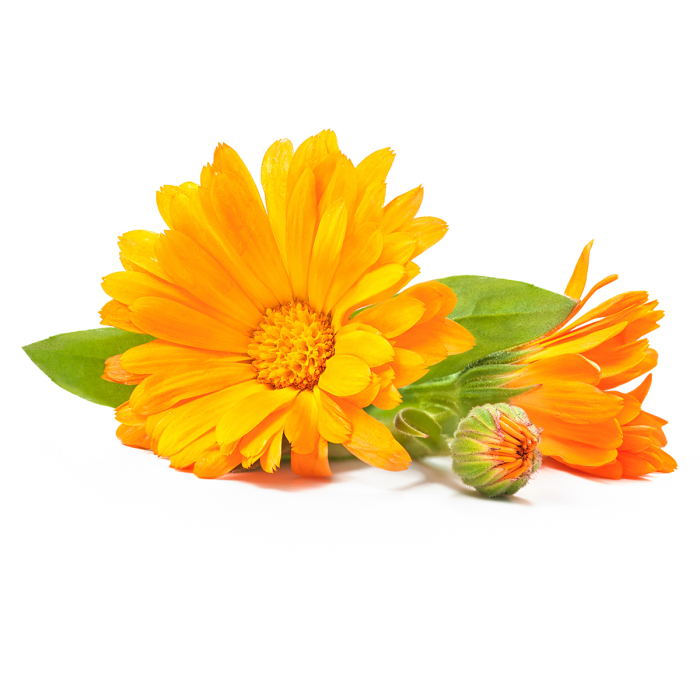 Calendula Maceraat 20%, biologisch