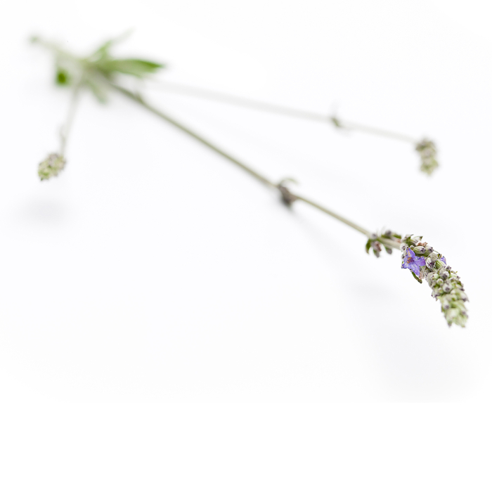 Lavendel spijk, etherische olie, biologisch