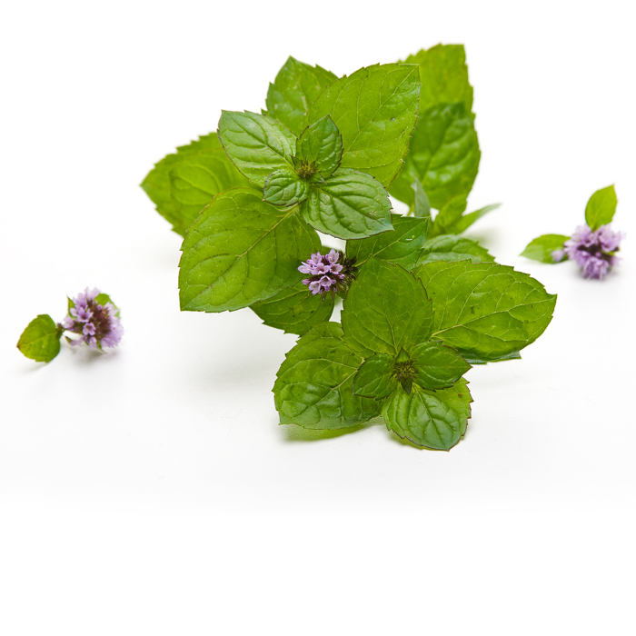Pepermunt etherische olie, Cultivar