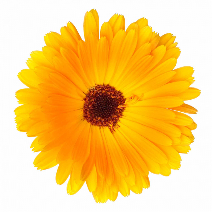 Goudsbloem Calendula 100% biologisch