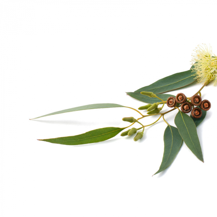 Eucalyptus etherische olie, biologisch