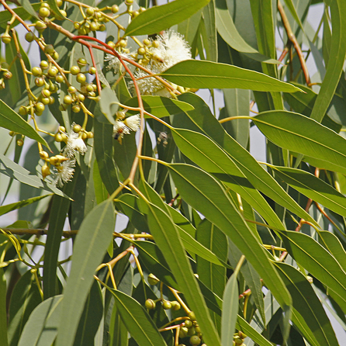 Eucalyptus, citroen etherische olie, Wild