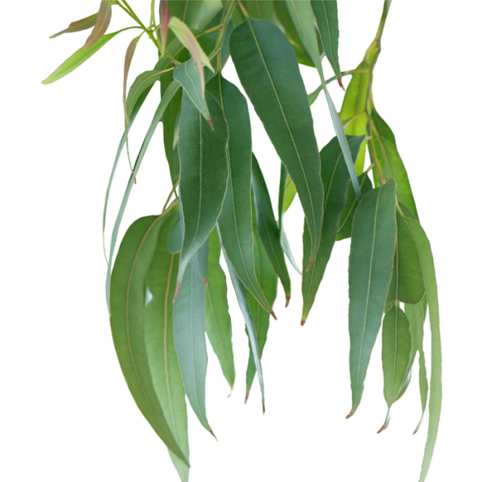 Eucalyptus smithii, etherische olie, biologisch
