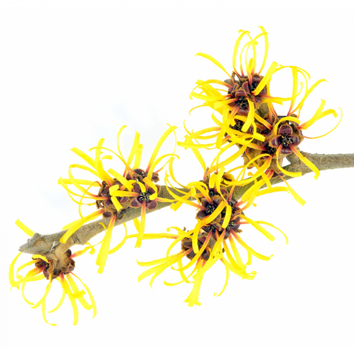 Hamamelis hydrolaat, biologisch