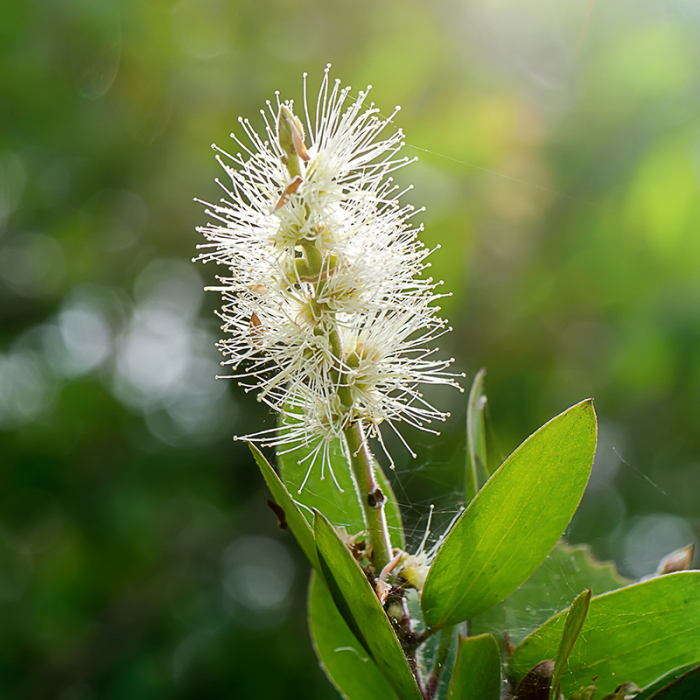 Kajeput etherische olie, Wild