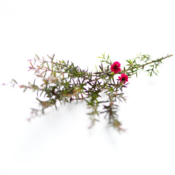 Manuka etherische Wild - Natural Life
