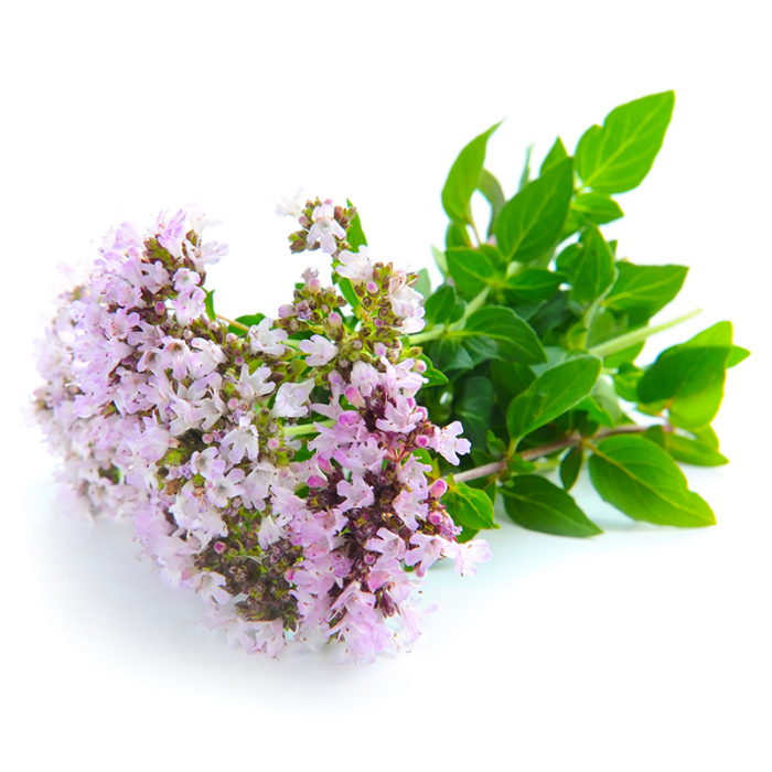 Oregano etherische olie, biologisch