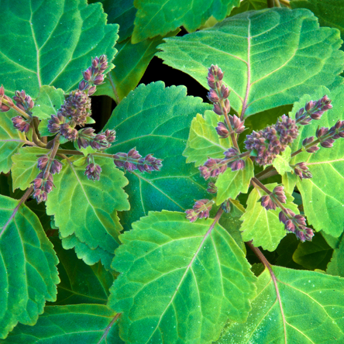 Patchouli etherische olie, Cultivar