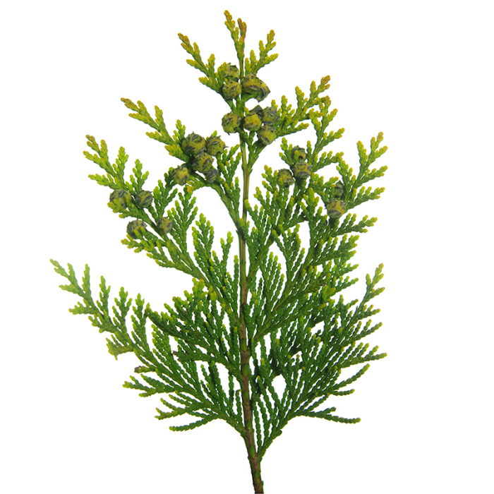 Thuja etherische olie, Wild