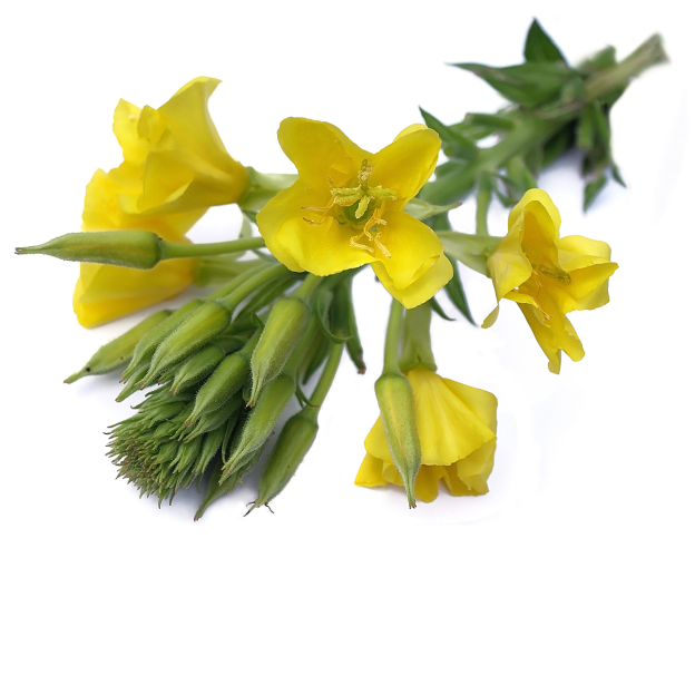 Teunisbloem plant olie, biologisch