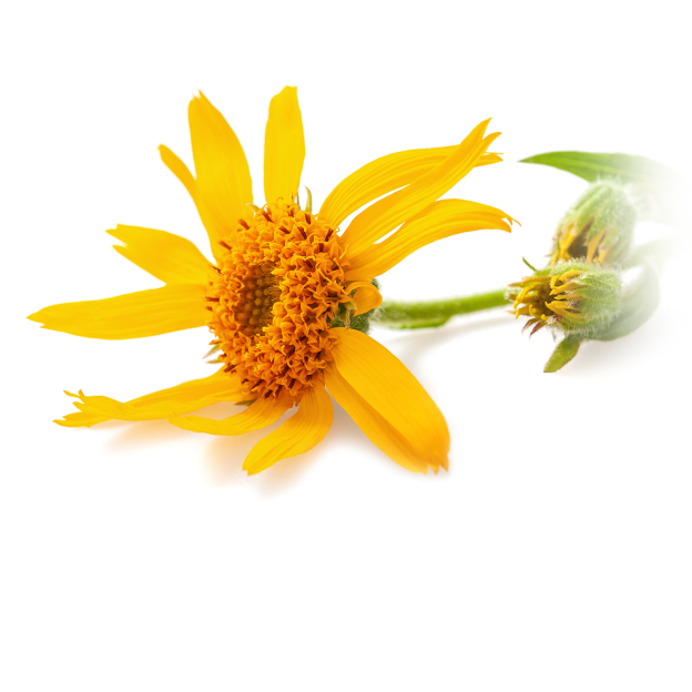 Arnica Maceraat, biologisch