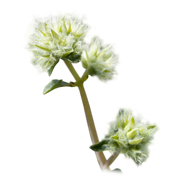 Marjolein Spanje, etherische olie, biologisch